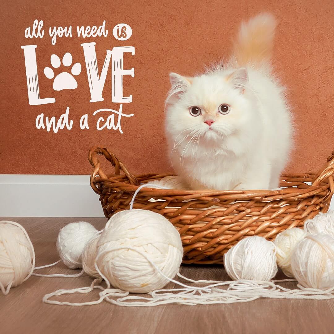 White cat in a basket surrounded by balls of yarn posing for pictures.