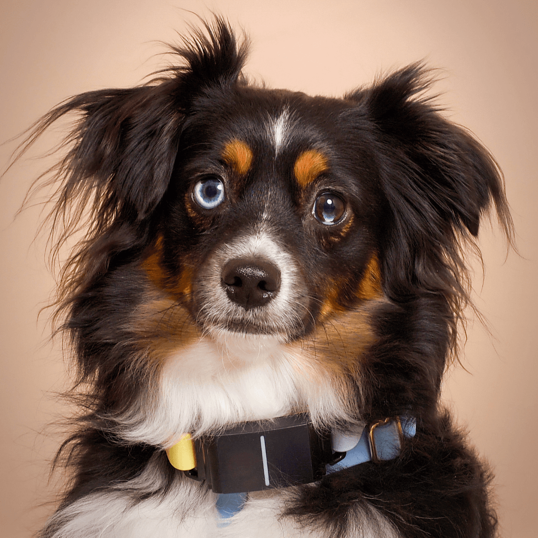 Pet Gallery 1080x1080