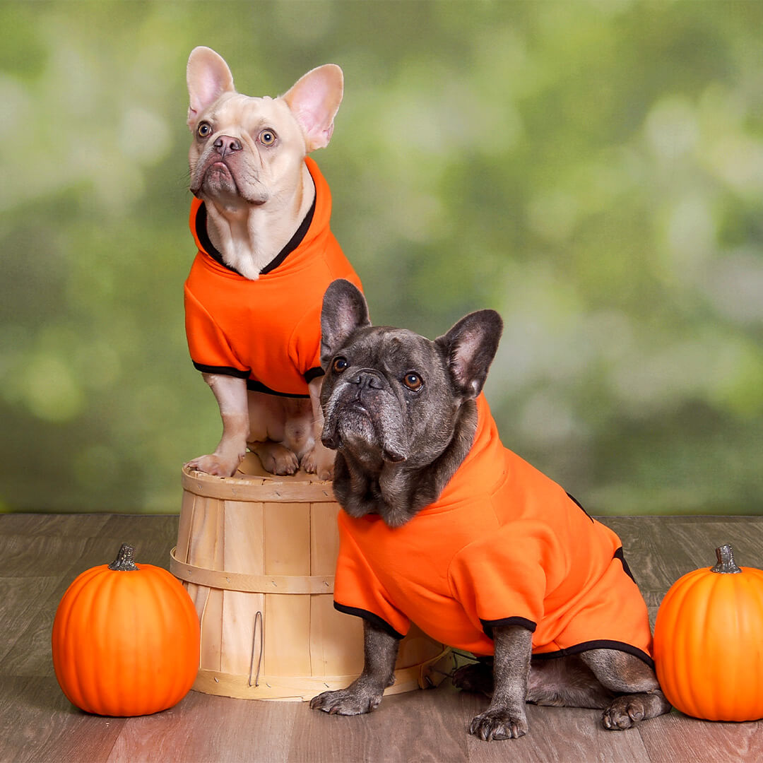 Dogs dressed up in pumpkin costumes for a Halloween photoshoot at JCPenney Portraits.