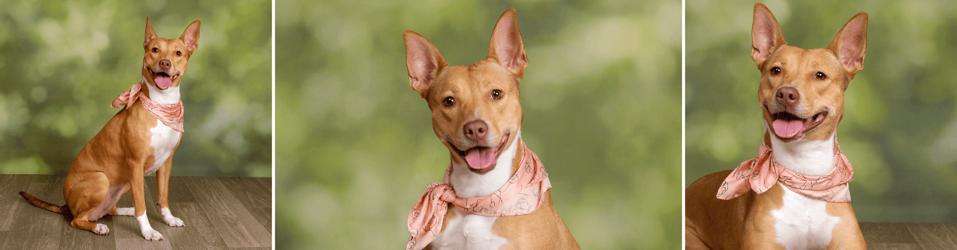 Professional dog photography at JCPenney Portraits.