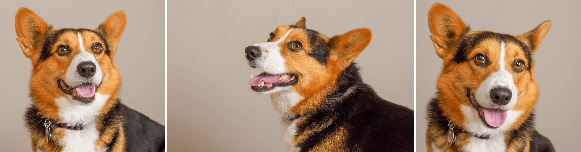 Professional dog photography at JCPenney Portraits.