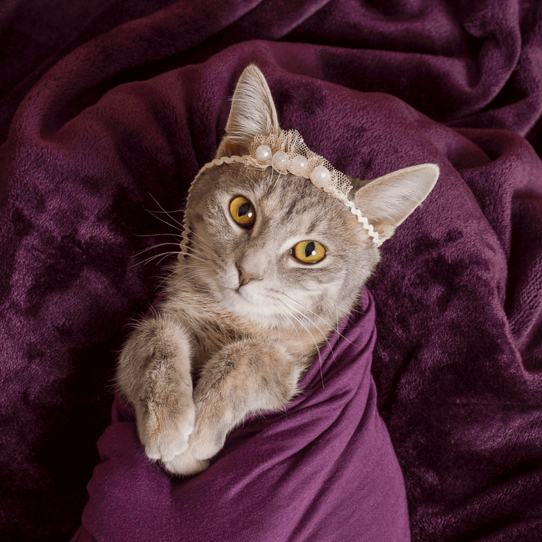 Picture of a cat wearing a tiara at JCPenney Portraits.