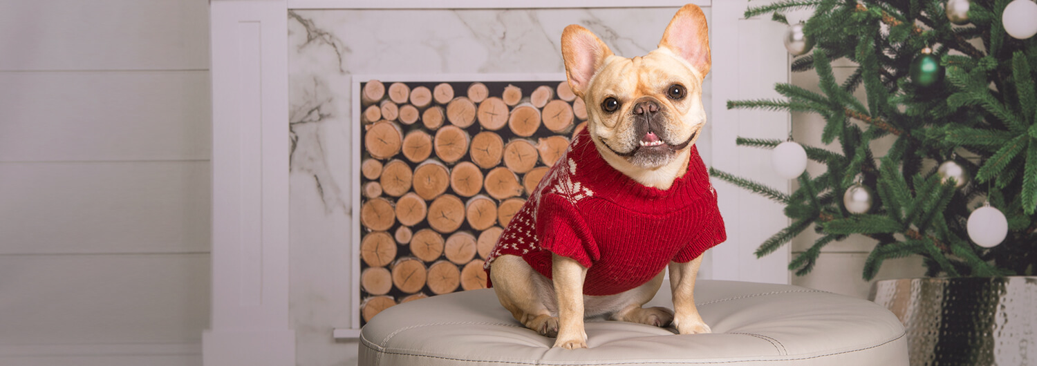 Tips for Including Pets in Holiday Photographs