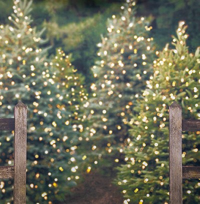 Tree Farm holiday background at JCPenney Portraits