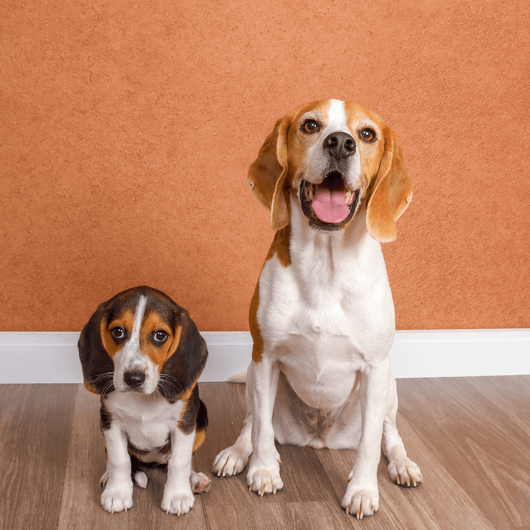 Pet Gallery 1080x1080px (2)