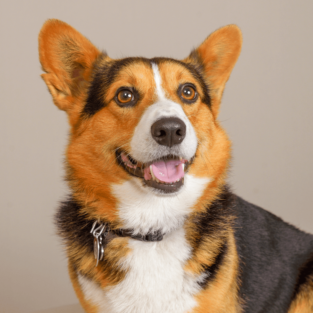 Pet Gallery 1080x1080px