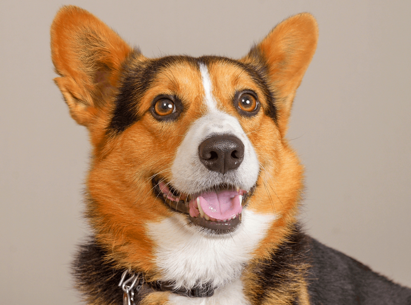 Professional photo of a dog at JCPenney Portraits.