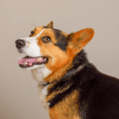 10 Essential Tips for a Successful Pet Photography Session