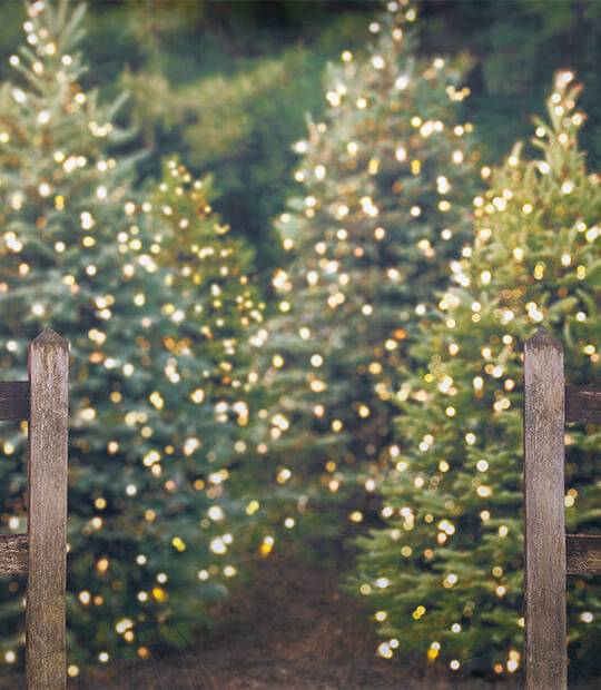 Tree Farm